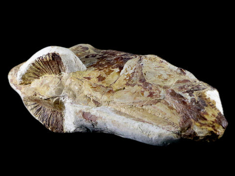 7" Goulmimichthys Fish Fossil In Matrix Cretaceous Dinosaur Age Goulmima Morocco - Fossil Age Minerals