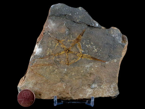 2.8" Brittlestar Ophiura Sp Starfish Fossil Ordovician Age Morocco COA & Stand - Fossil Age Minerals