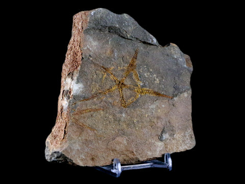 2.8" Brittlestar Ophiura Sp Starfish Fossil Ordovician Age Morocco COA & Stand - Fossil Age Minerals