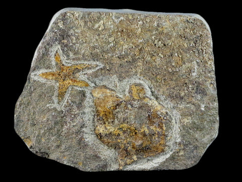 35MM Brittlestar Petraster Starfish Fossil Ordovician Age Kataoua FM Morocco COA - Fossil Age Minerals