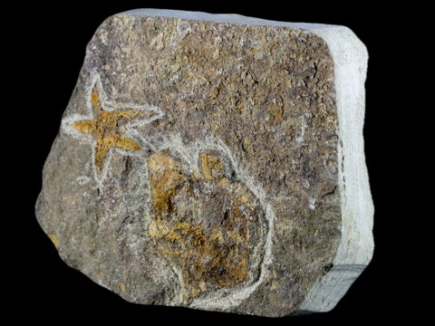 35MM Brittlestar Petraster Starfish Fossil Ordovician Age Kataoua FM Morocco COA - Fossil Age Minerals