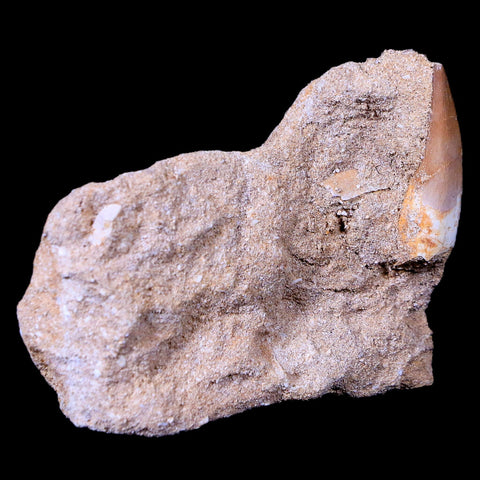 1.3" Plesiosaur Zarafasaura Tooth Fossil In Matrix Cretaceous Dinosaur Era COA - Fossil Age Minerals