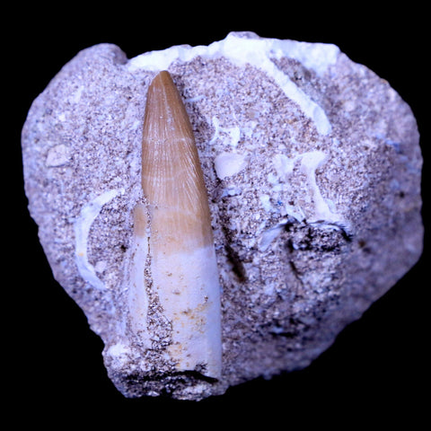 1.5" Plesiosaur Zarafasaura Tooth Fossil In Matrix Cretaceous Dinosaur Era COA - Fossil Age Minerals