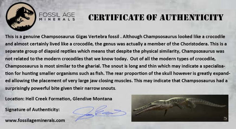 0.8" Champsosaurus Gigas Reptile Vertebrae Cretaceous Hell Creek MT COA & Stand - Fossil Age Minerals