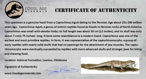 0.2" Captorhinus Aguti Jaw Section Teeth Fossil Permian Age Reptile Oklahoma COA - Fossil Age Minerals