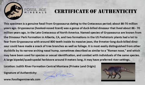 1.5" Gryposaurus Fossil Limb Bone Duck-Billed Dinosaur Judith River FM MT COA - Fossil Age Minerals