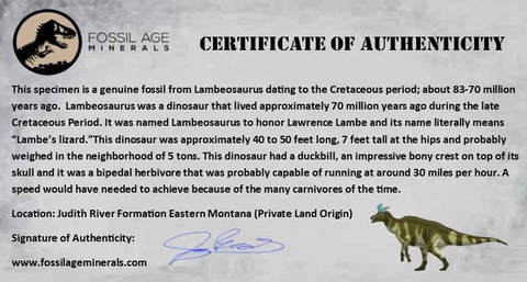 2.2" Lambeosaurus Fossil Bone Judith River FM Montana Cretaceous Dinosaur COA - Fossil Age Minerals
