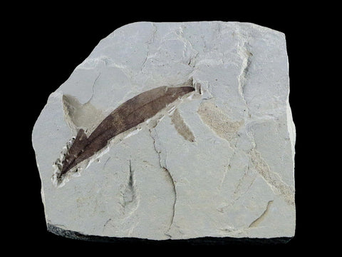 1.5" Detailed Cardiospermum Coloradensis Balloon Vine Fossil Plant Leaf Eocene Age - Fossil Age Minerals