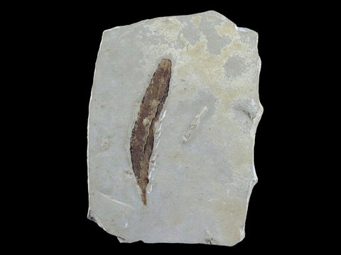 1.5" Detailed Cedrelospermum Nervosum Fossil Plant Leaf Eocene Age Green River UT - Fossil Age Minerals