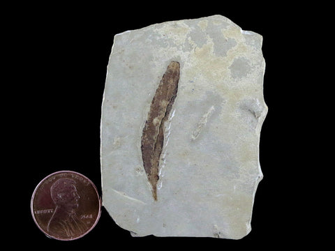 1.5" Detailed Cedrelospermum Nervosum Fossil Plant Leaf Eocene Age Green River UT - Fossil Age Minerals