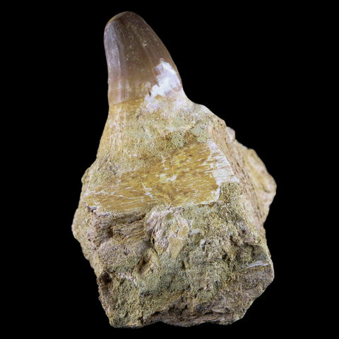 2.5" Mosasaur Prognathodon Fossil Jaw Section Tooth Cretaceous Dinosaur Era COA - Fossil Age Minerals
