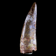 XL 2" Phytosaur Fossil Tooth Triassic Age Archosaur Redonda FM NM COA & Display