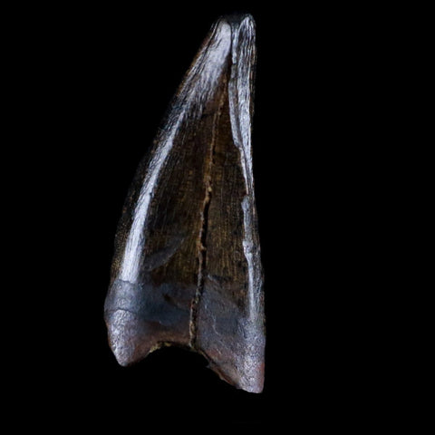 1" Albertosaurus Fossil Juvenile Premax Tooth Tyrannosaur Cretaceous Dinosaur COA - Fossil Age Minerals