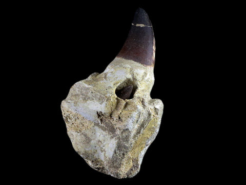 4.8" Mosasaur Prognathodon Fossil Jaw Teeth Cretaceous Dinosaur Era Tooth COA - Fossil Age Minerals