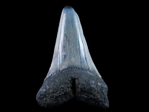 2.3" Quality Cosmopolitodus Hastalis Mako Shark Tooth Serrated Fossil Miocene Age - Fossil Age Minerals