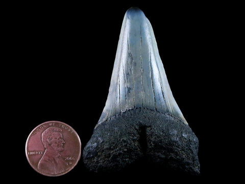 2.3" Quality Cosmopolitodus Hastalis Mako Shark Tooth Serrated Fossil Miocene Age - Fossil Age Minerals