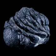 2.4" Austerops Trilobite Fossil Devonian Arthropod Morocco 400 Million Yrs Old