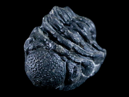 2.4" Austerops Trilobite Fossil Devonian Arthropod Morocco 400 Million Yrs Old