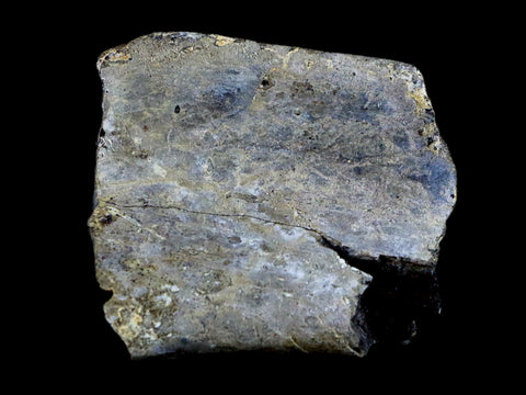 2.5" Edmontosaurus Fossil Rib Bone Lance Creek WY Cretaceous Dinosaur COA - Fossil Age Minerals