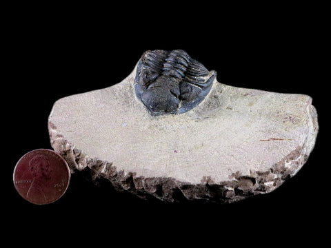 2" Metacanthina Issoumourensis Trilobite Fossil Devonian Age 400 Mil Yrs Old COA - Fossil Age Minerals