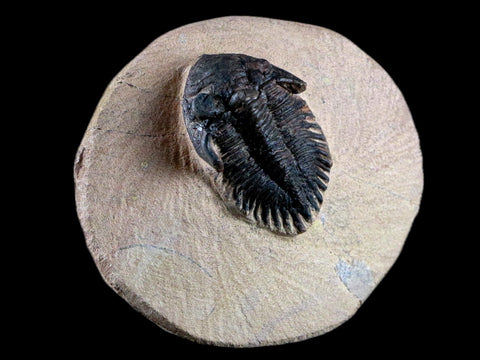1.4" Metacanthina Issoumourensis Trilobite Fossil Devonian Age 400 Mil Yrs Old COA - Fossil Age Minerals