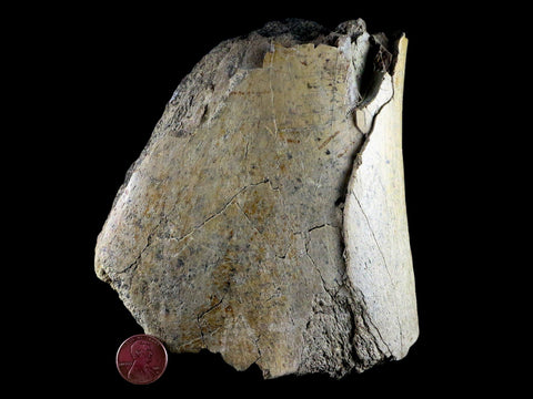 5.3 Edmontosaurus Fossil Humerus Bone Lance Creek Cretaceous Dinosaur WY COA - Fossil Age Minerals