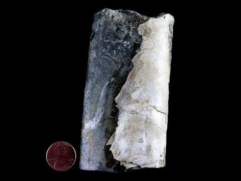 4.1" Baculite Fossil Opalized Cephalopod Late Cretaceous Bear Paw Shale Montana - Fossil Age Minerals