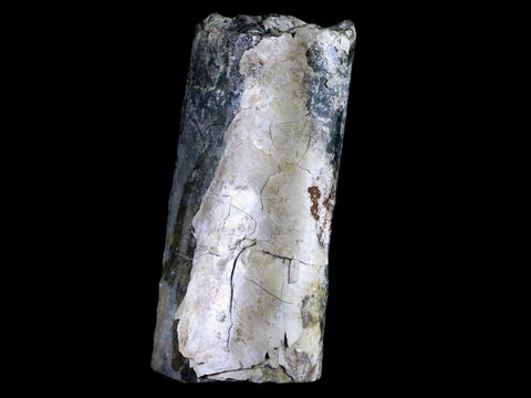 4.1" Baculite Fossil Opalized Cephalopod Late Cretaceous Bear Paw Shale Montana - Fossil Age Minerals