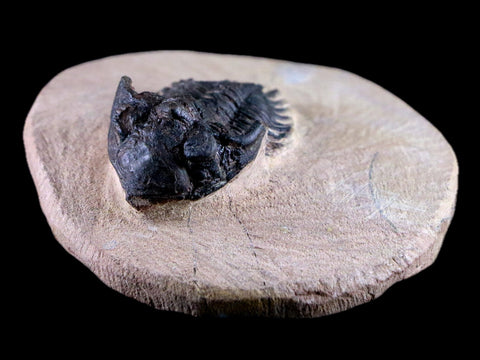 1.4" Metacanthina Issoumourensis Trilobite Fossil Devonian Age 400 Mil Yrs Old COA - Fossil Age Minerals