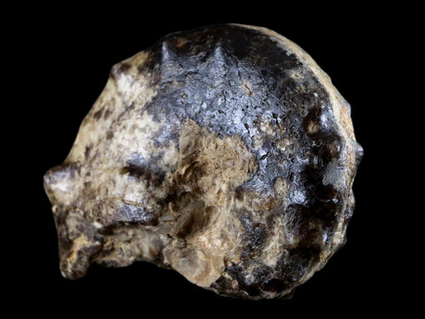 3.1" Mammites Nodosoides Ammonite Fossil Shell Upper Cretaceous Age Morocco - Fossil Age Minerals