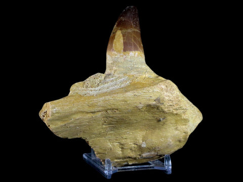 XL 4.6" Mosasaur Prognathodon Fossil Tooth Jaw Cretaceous Dinosaur Era COA Stand - Fossil Age Minerals
