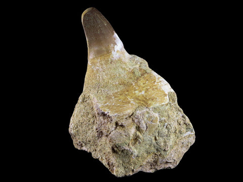 2.5" Mosasaur Prognathodon Fossil Jaw Section Tooth Cretaceous Dinosaur Era COA - Fossil Age Minerals
