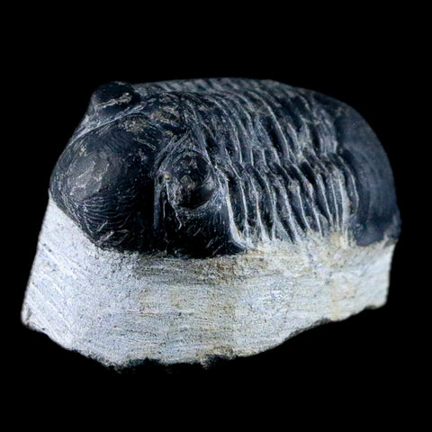 1.7" Paralejurus Hamlagdadicus Trilobite Fossil Morocco Devonian Age 400 Mil Yrs COA - Fossil Age Minerals