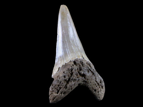 2.1" Quality Cosmopolitodus Hastalis Mako Shark Tooth Serrated Fossil Miocene Age - Fossil Age Minerals