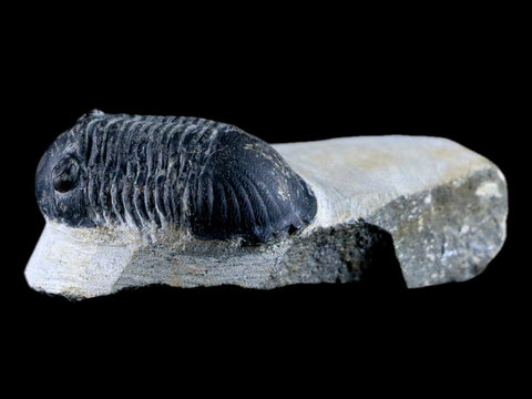 1.7" Paralejurus Hamlagdadicus Trilobite Fossil Morocco Devonian Age 400 Mil Yrs COA - Fossil Age Minerals