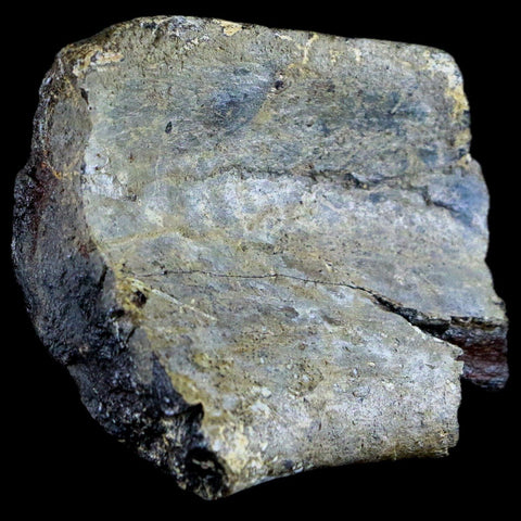 2.5" Edmontosaurus Fossil Rib Bone Lance Creek WY Cretaceous Dinosaur COA - Fossil Age Minerals