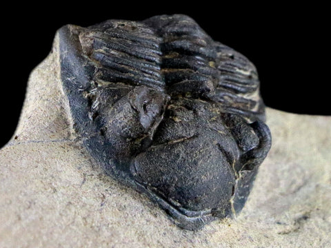 2" Metacanthina Issoumourensis Trilobite Fossil Devonian Age 400 Mil Yrs Old COA - Fossil Age Minerals