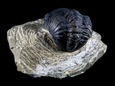 2" Reedops Cephalotes Trilobite Fossil Morocco Devonian Age 400 Mil Yrs Old COA - Fossil Age Minerals