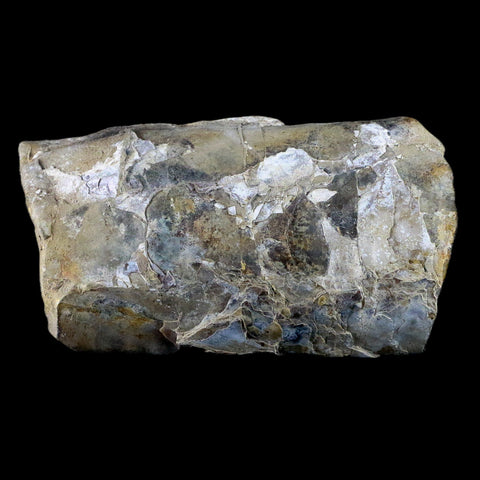 5.1" Baculite Fossil Opalized Cephalopod Late Cretaceous Bear Paw Shale Montana - Fossil Age Minerals