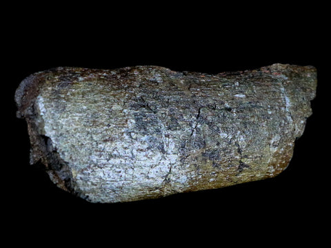 XL 4.7" Edmontosaurus Fossil Rib Bone Lance Creek WY Cretaceous Dinosaur COA - Fossil Age Minerals