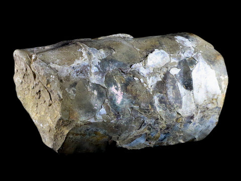 5.1" Baculite Fossil Opalized Cephalopod Late Cretaceous Bear Paw Shale Montana - Fossil Age Minerals