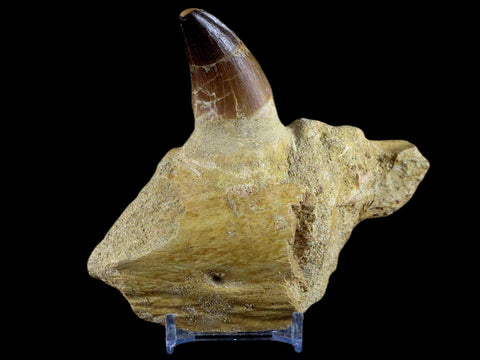 XL 4.6" Mosasaur Prognathodon Fossil Tooth Jaw Cretaceous Dinosaur Era COA Stand - Fossil Age Minerals