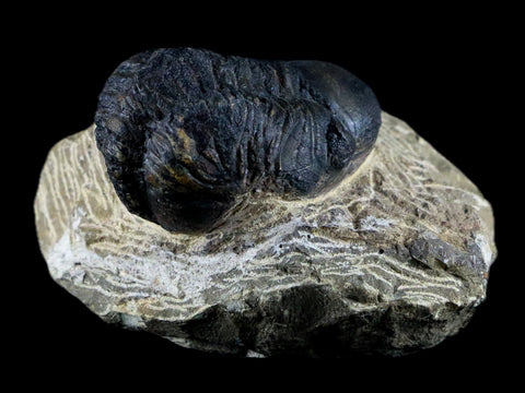 2" Reedops Cephalotes Trilobite Fossil Morocco Devonian Age 400 Mil Yrs Old COA - Fossil Age Minerals
