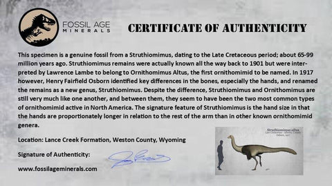 3.9" Struthiomimus Fossil Tail Vertebrae Lance Creek FM WY Cretaceous Dinosaur Age - Fossil Age Minerals