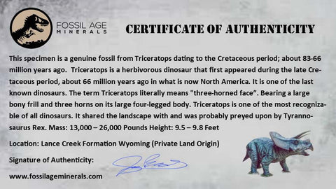 3.7" Triceratops Fossil Frill Edge Bone Lance Creek FM Cretaceous Dinosaur WY COA - Fossil Age Minerals