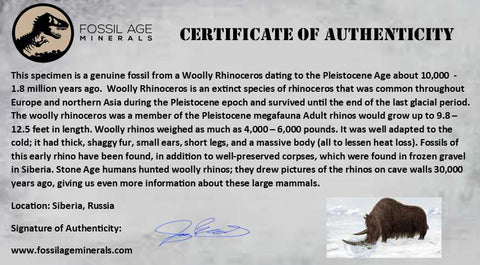 3" Woolly Rhinoceros Fossil Rooted Tooth Pleistocene Age Megafauna Russia COA - Fossil Age Minerals